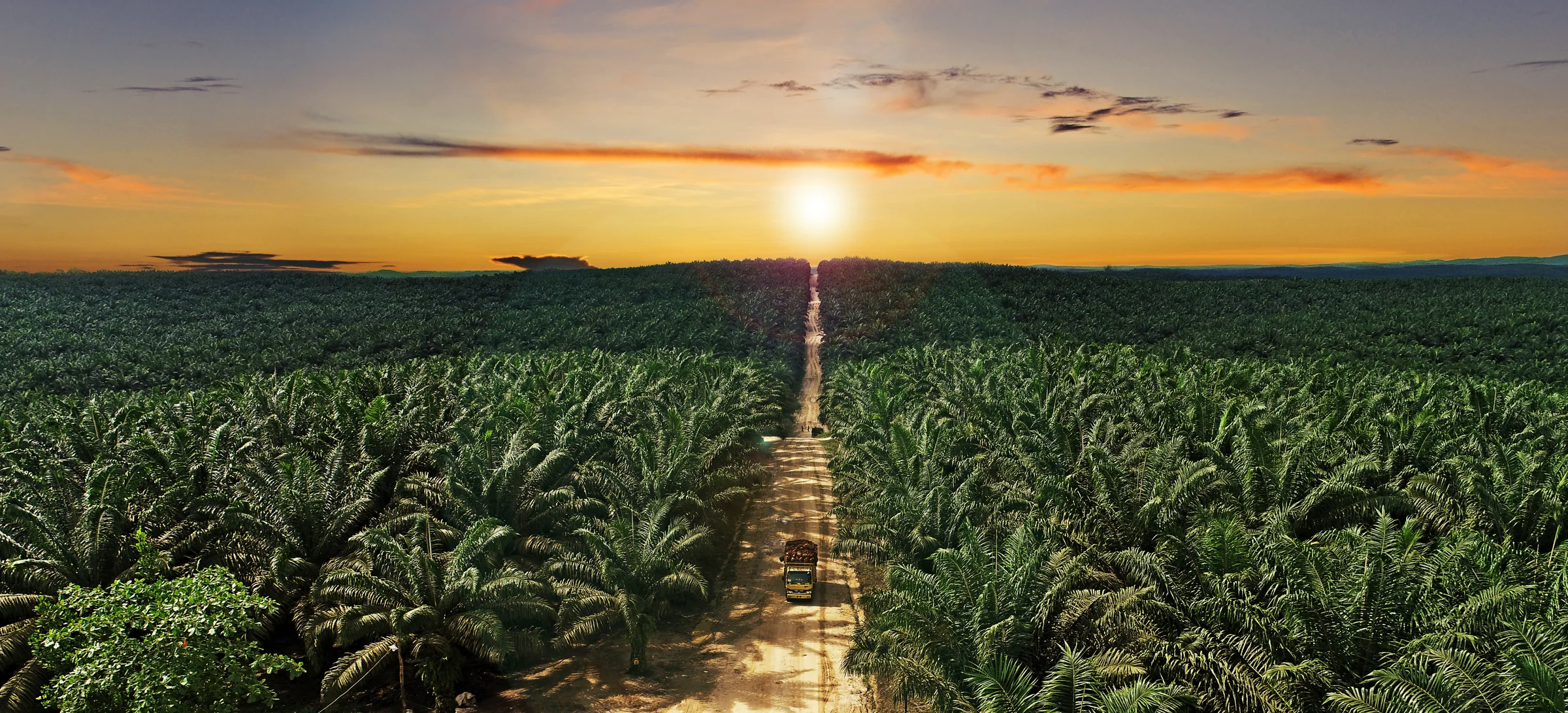 Sunrise over an oil palm estate